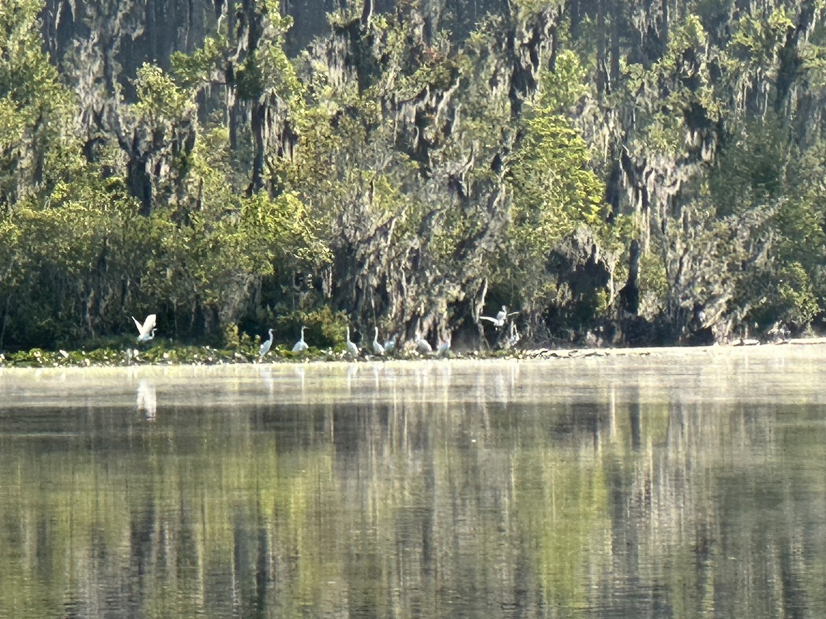 Great Egret - Pat  Murphy Burke