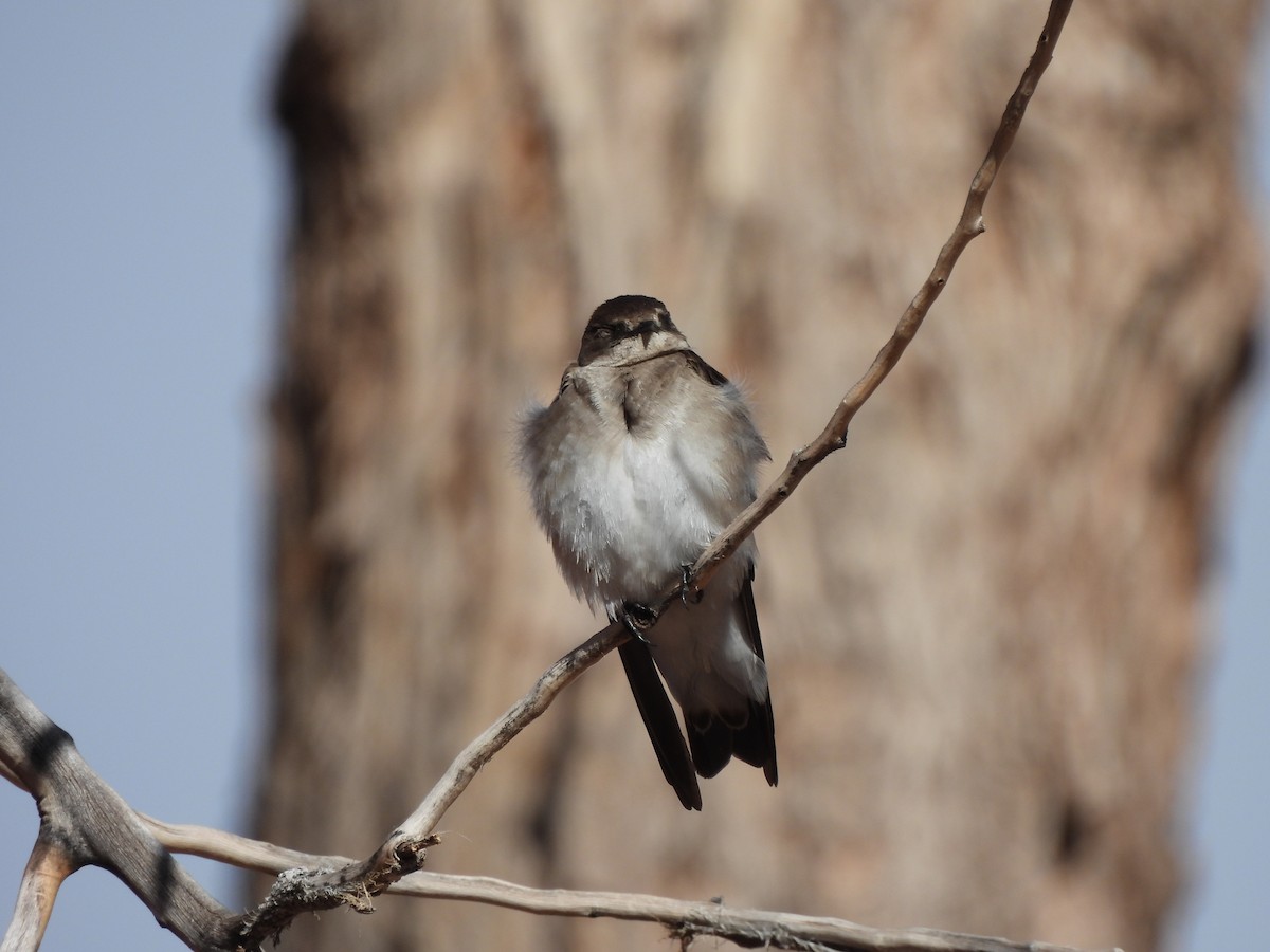 Northern Rough-winged Swallow - ML617438989