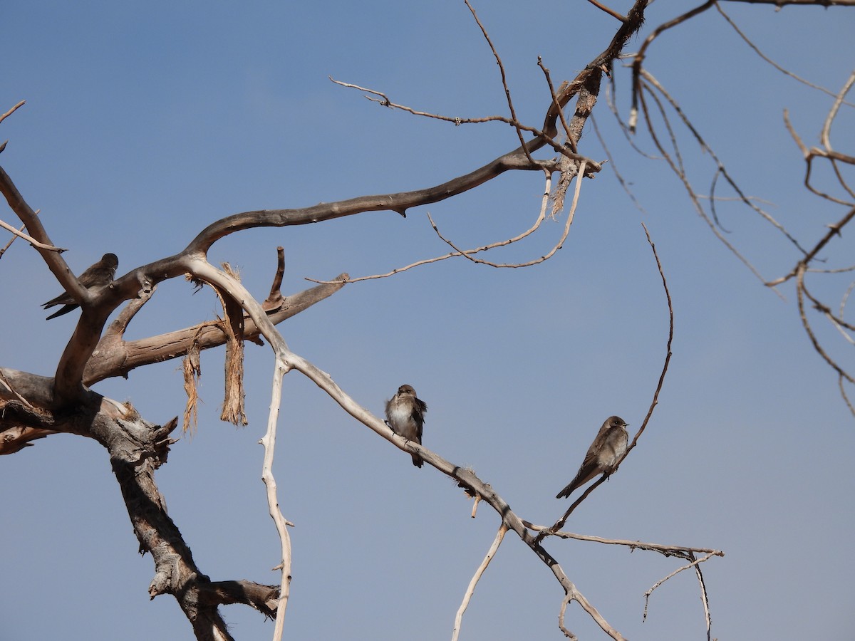 Golondrina Aserrada - ML617438990