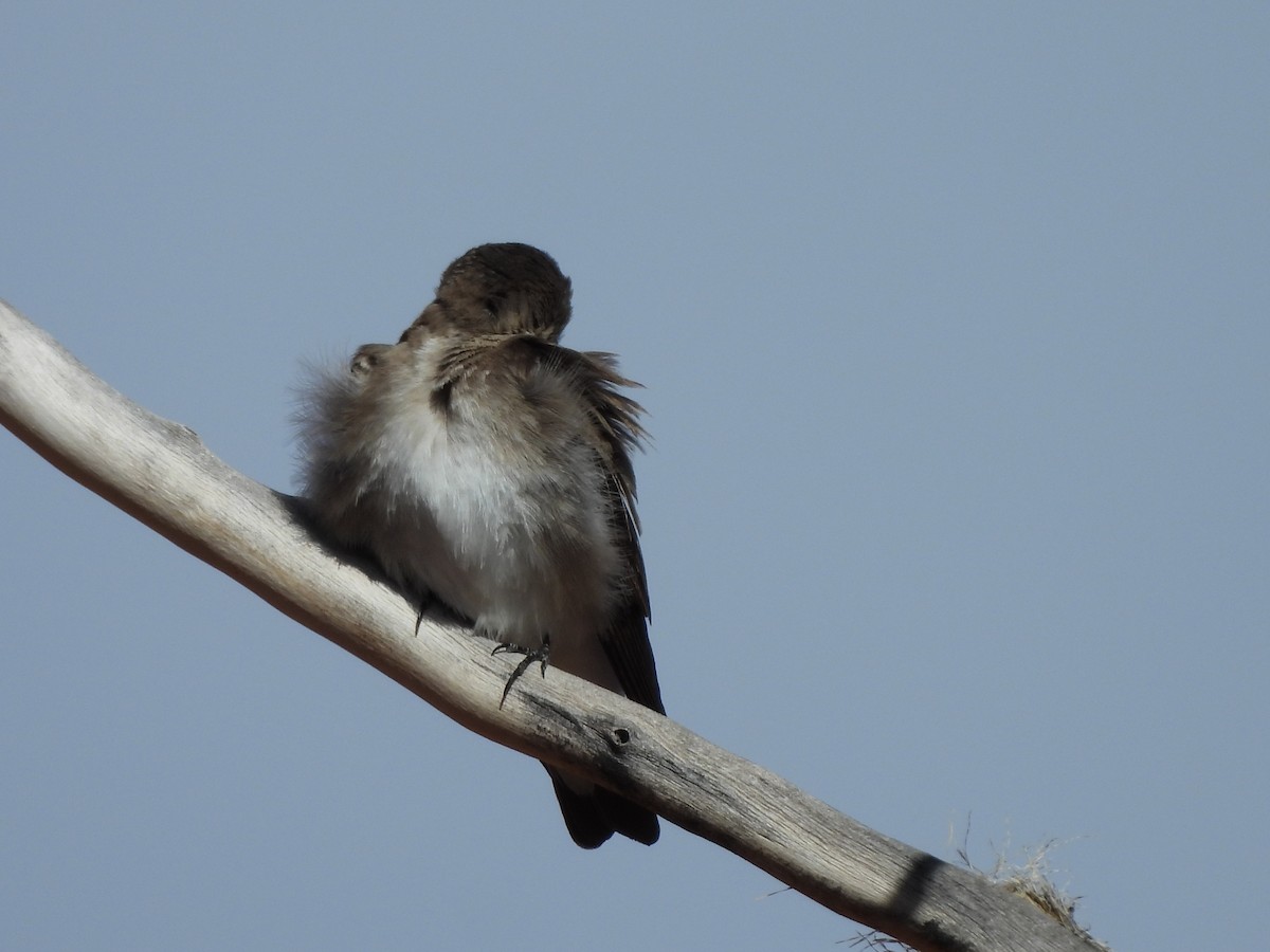 Hirondelle à ailes hérissées - ML617438991