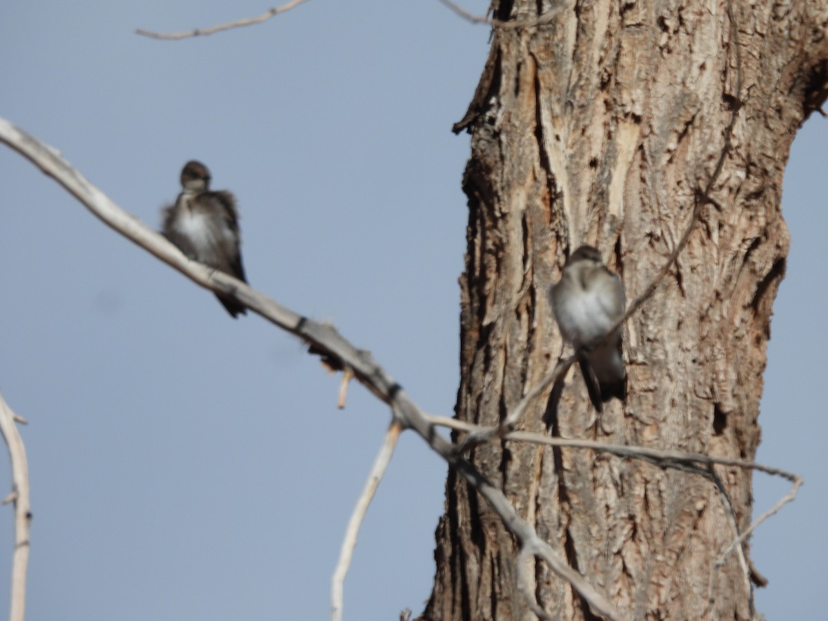 Golondrina Aserrada - ML617438992