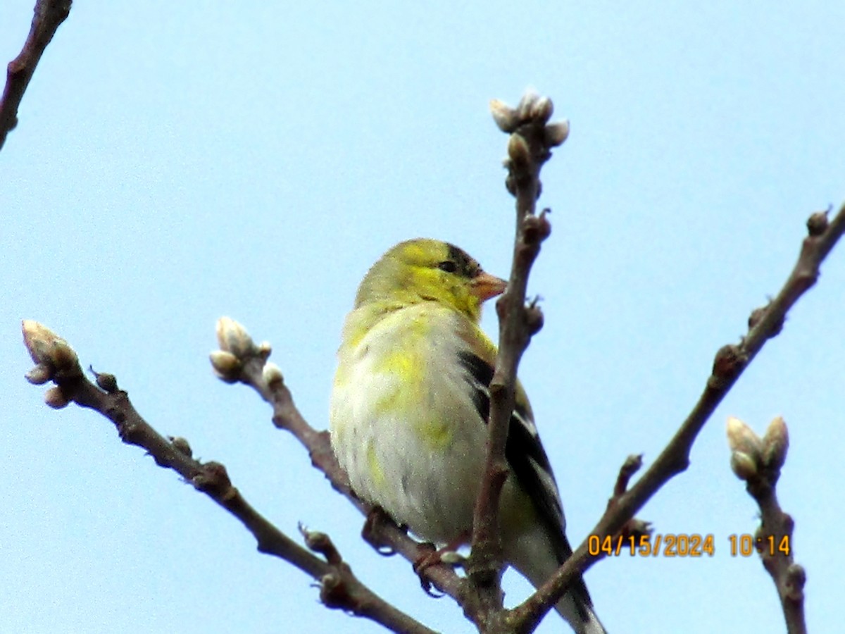 Chardonneret jaune - ML617439024