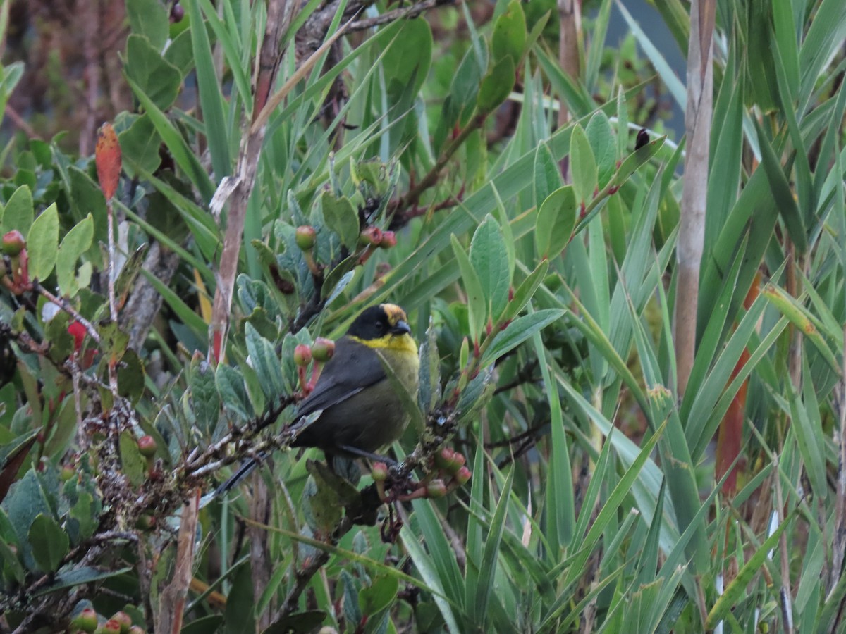 Pale-naped Brushfinch - Cristian Cufiño