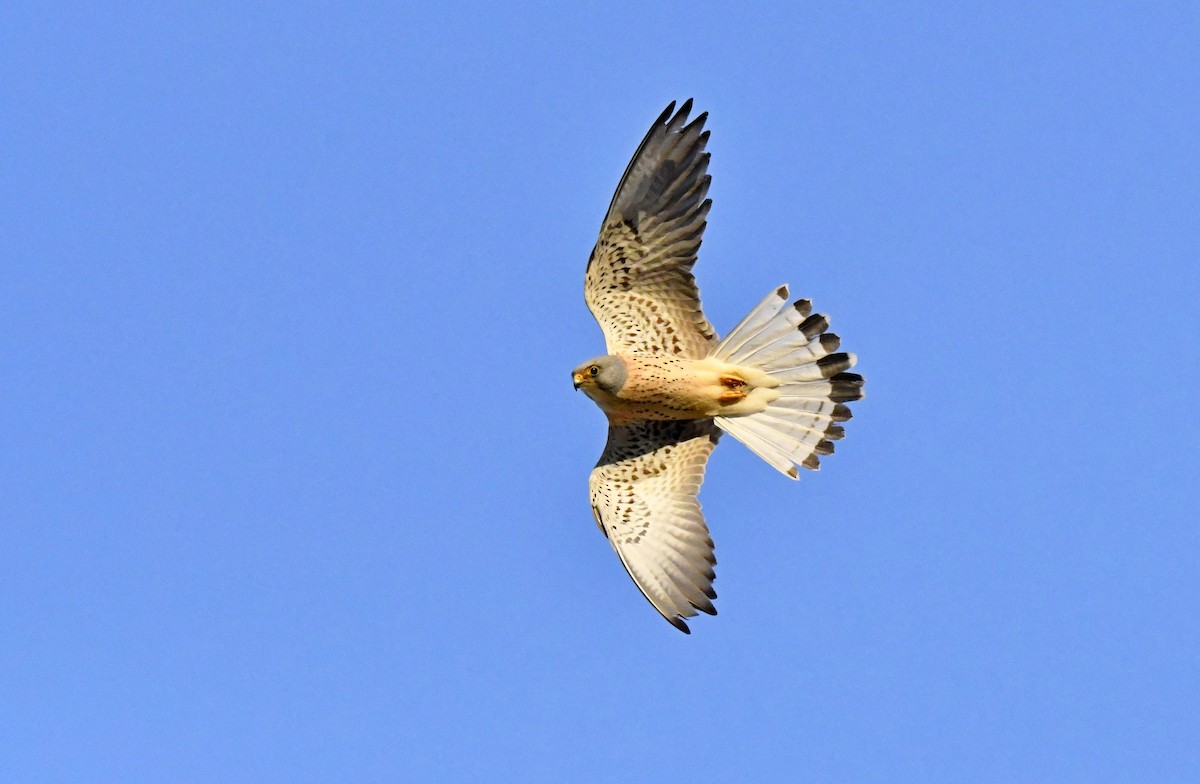 Lesser Kestrel - ML617439052