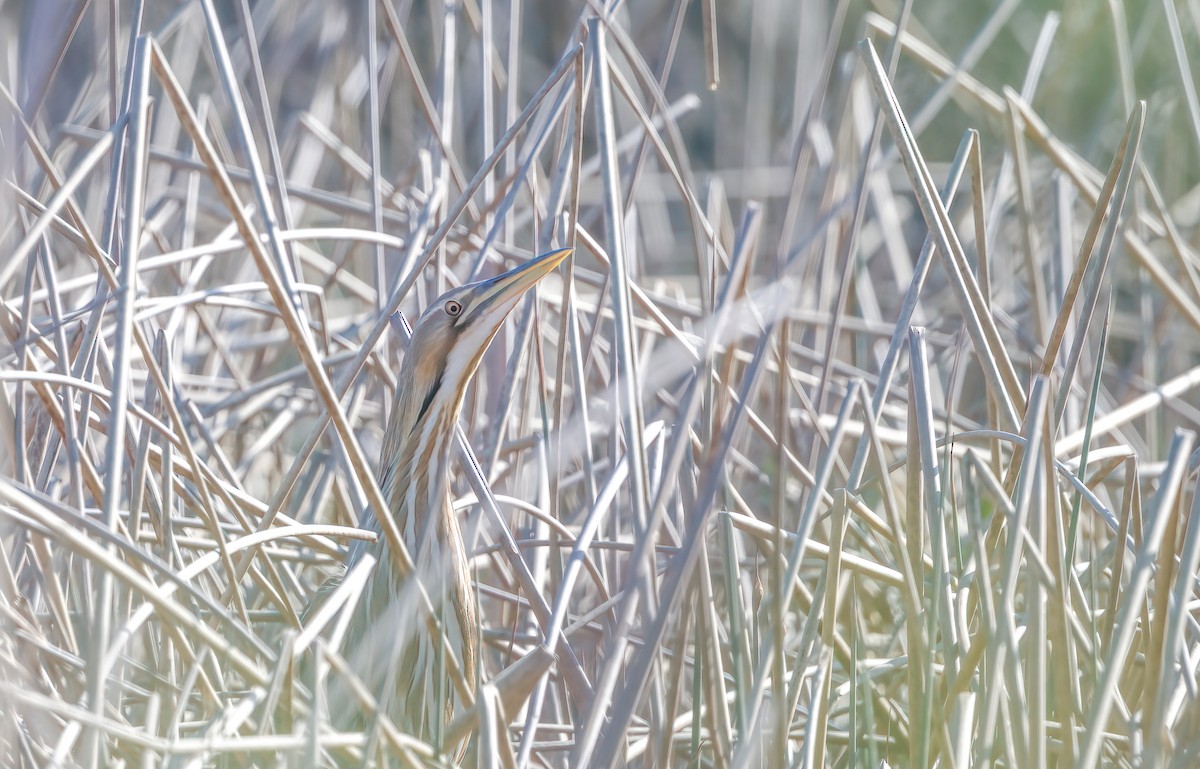 American Bittern - ML617439125