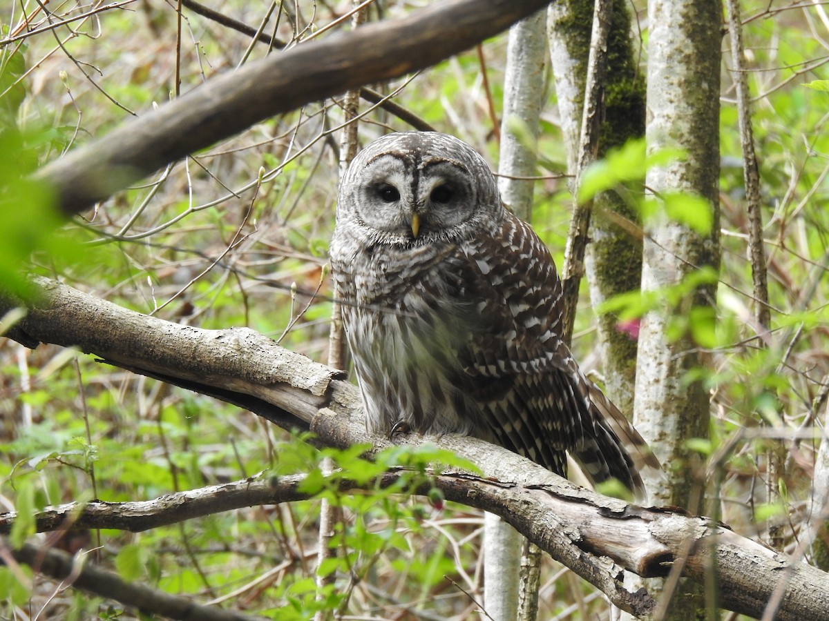 Barred Owl - ML617439133