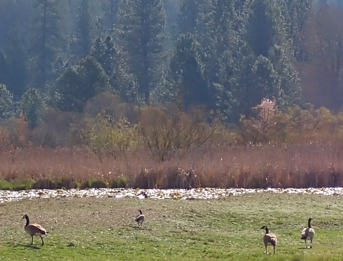 Cackling Goose - ML617439136