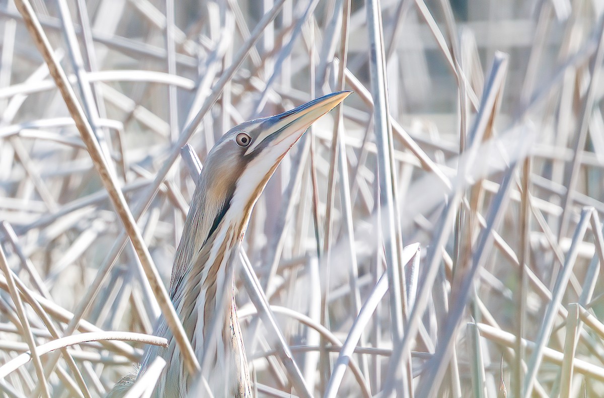 American Bittern - ML617439138