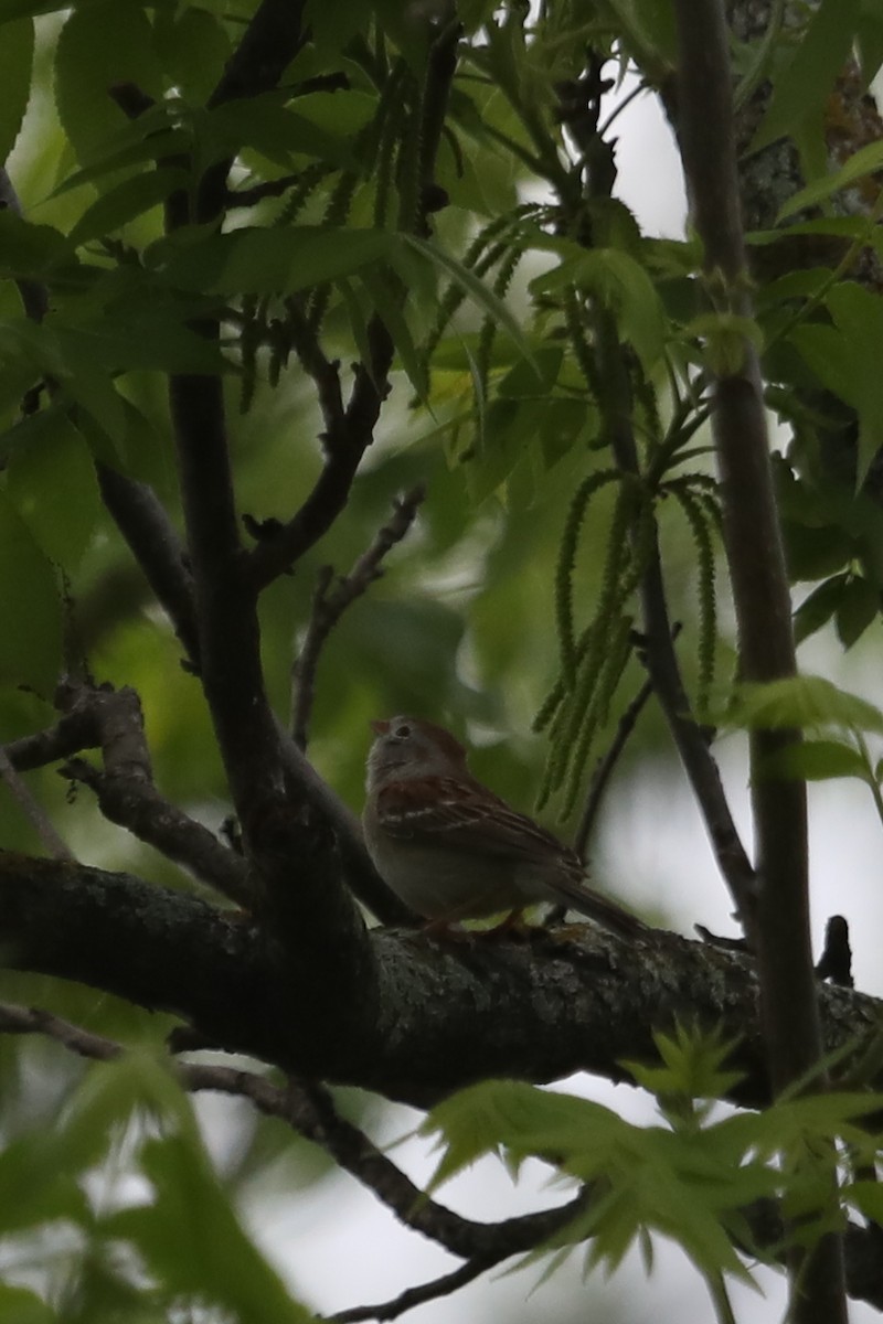 Field Sparrow - ML617439161