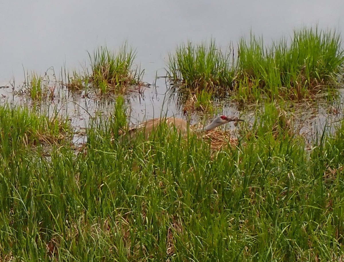 Sandhill Crane - ML617439178