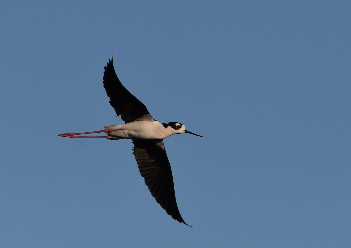 Black-necked Stilt - ML617439185