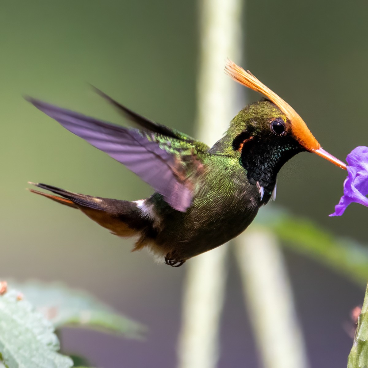 Rufous-crested Coquette - ML617439190