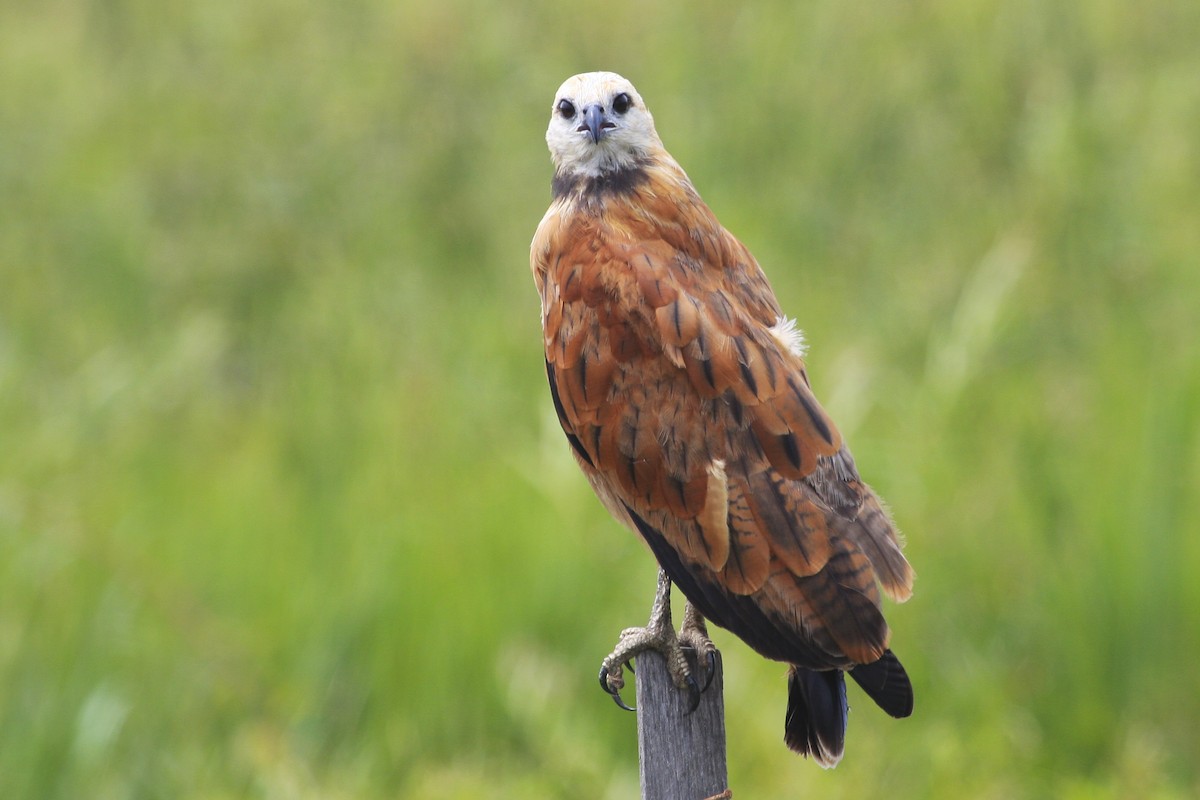 Black-collared Hawk - ML617439249