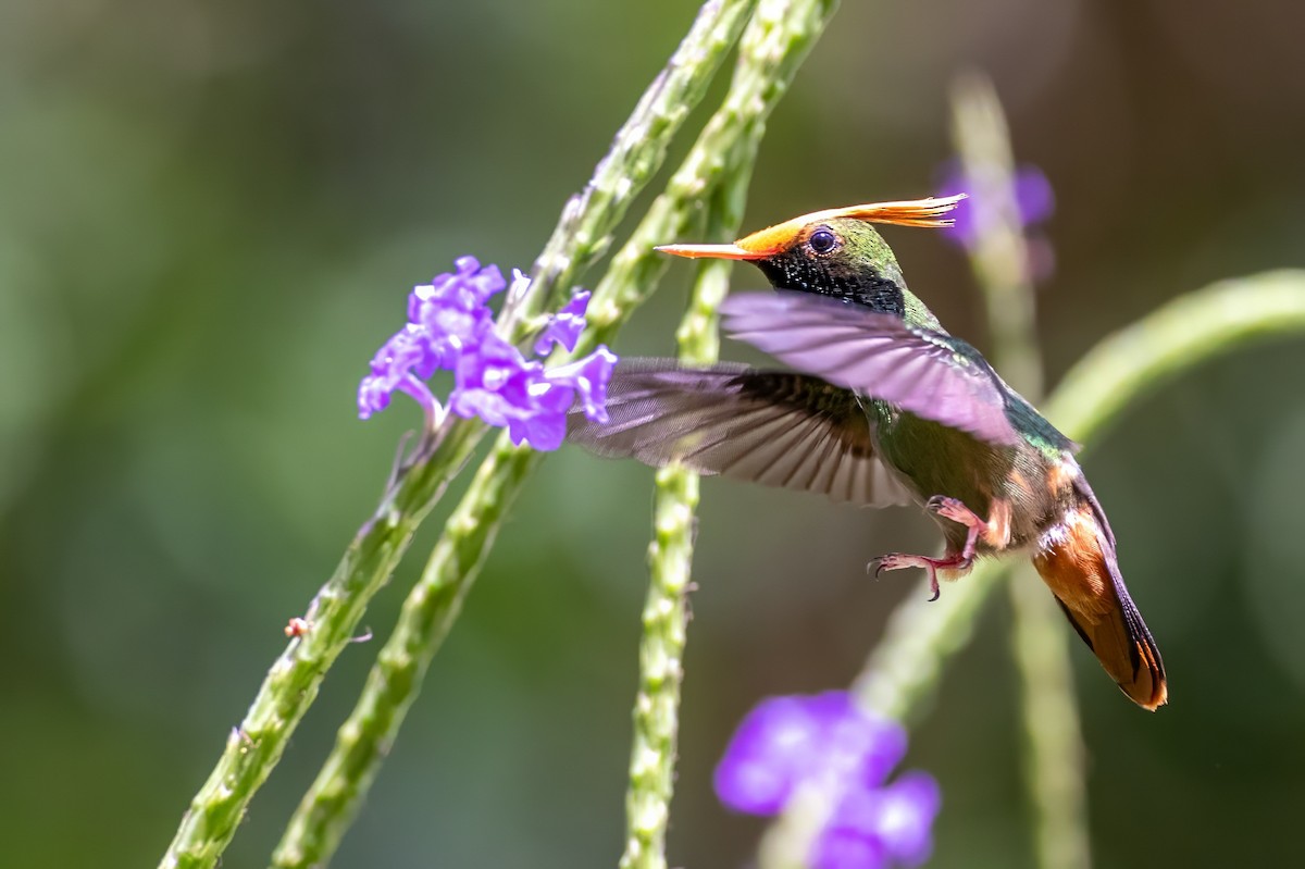 Rufous-crested Coquette - ML617439265