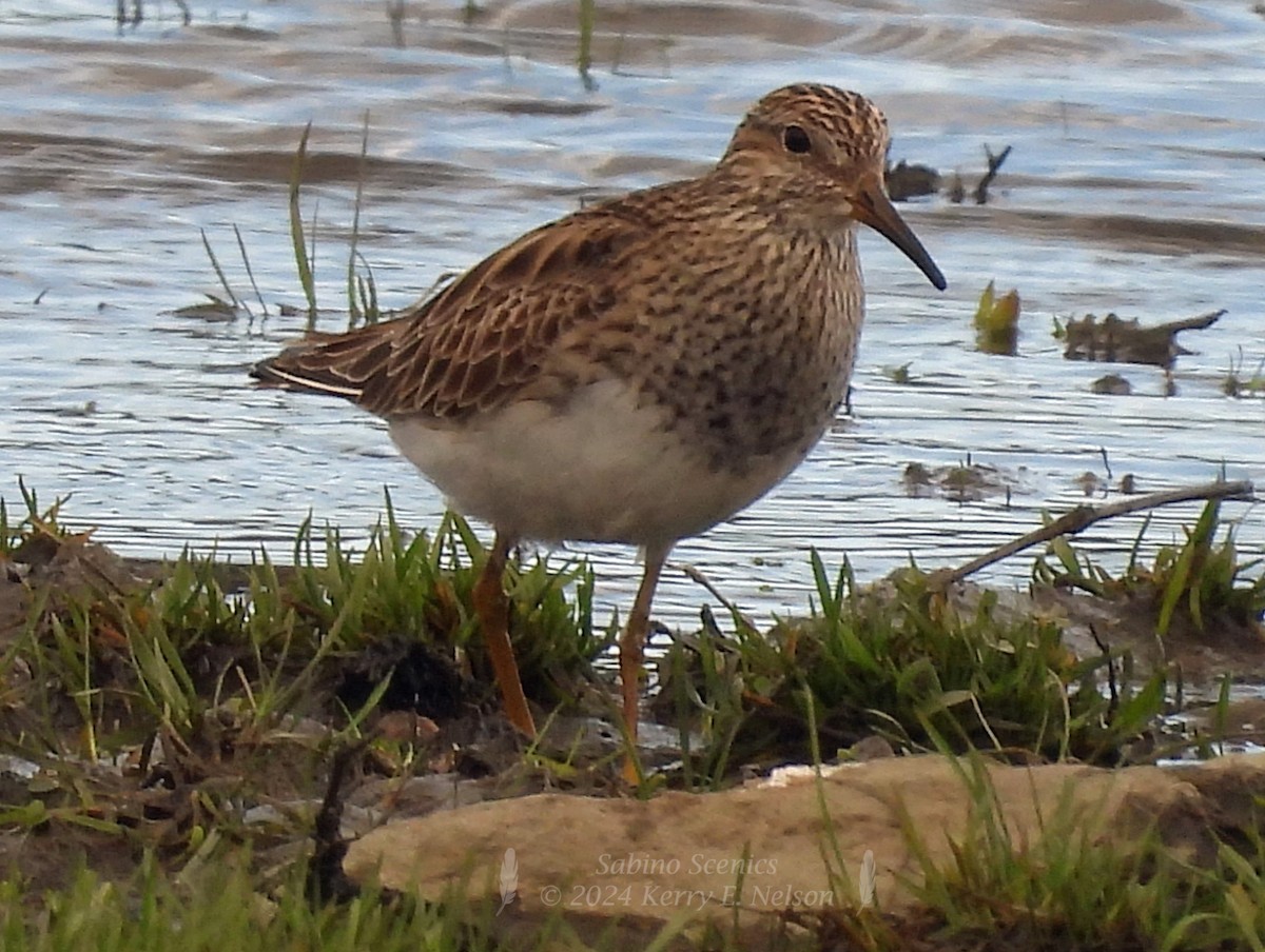 Pectoral Sandpiper - ML617439273