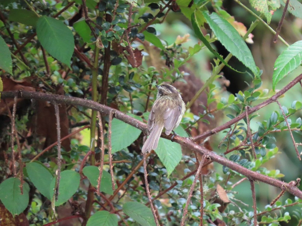 Agile Tit-Tyrant - Cristian Cufiño