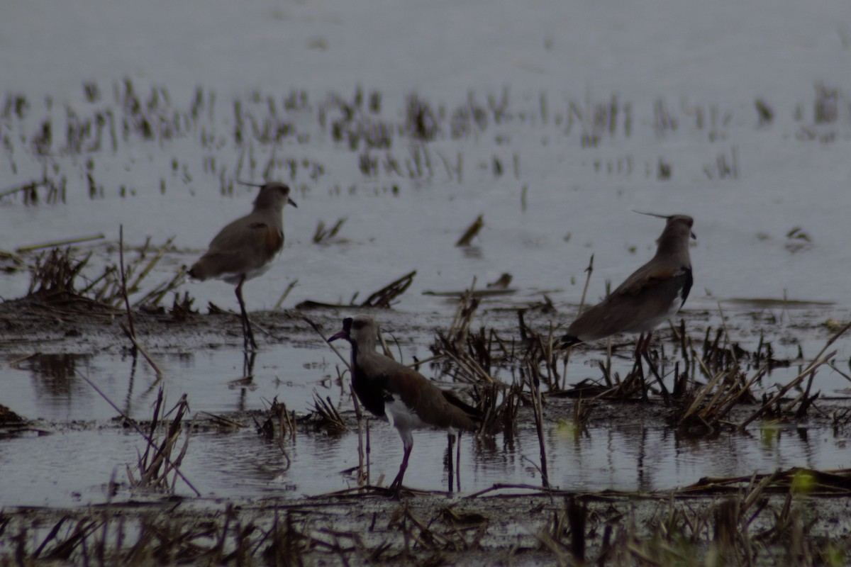 Southern Lapwing - ML617439332