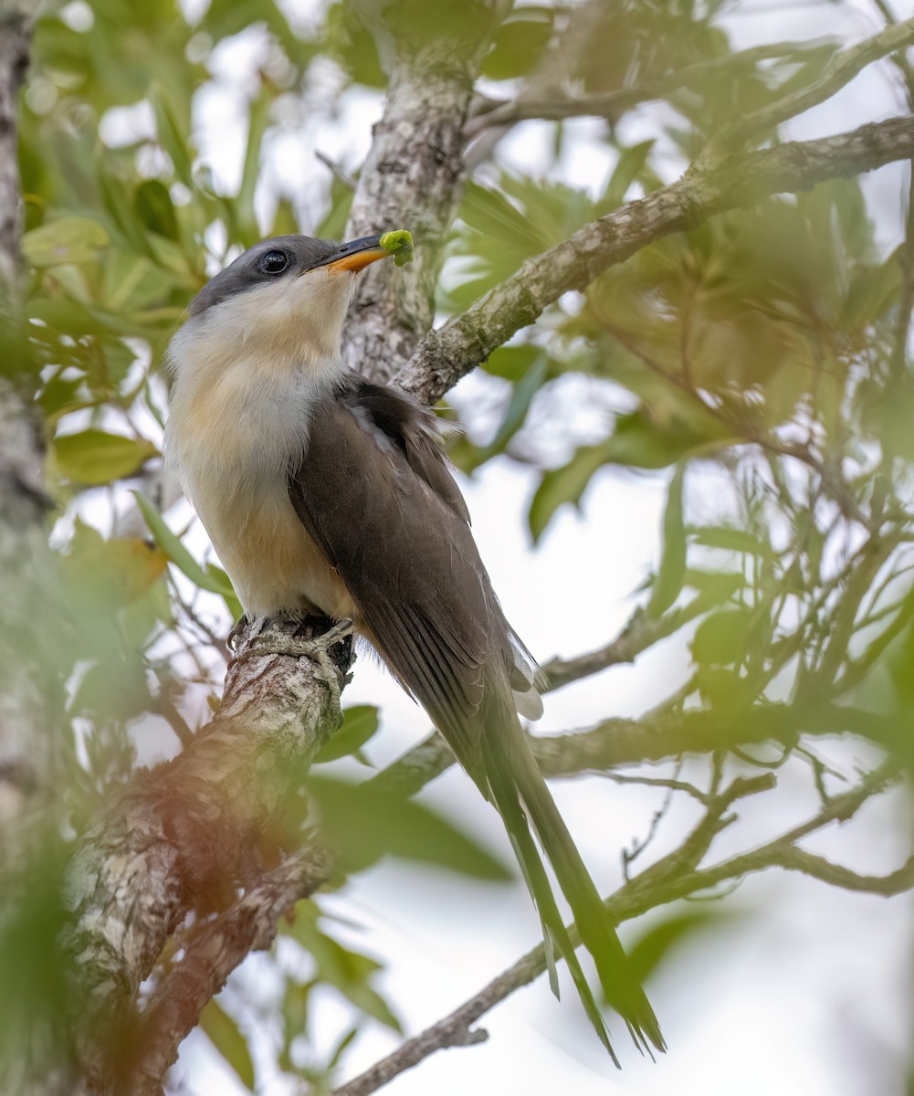 Mangrove Cuckoo - ML617439340