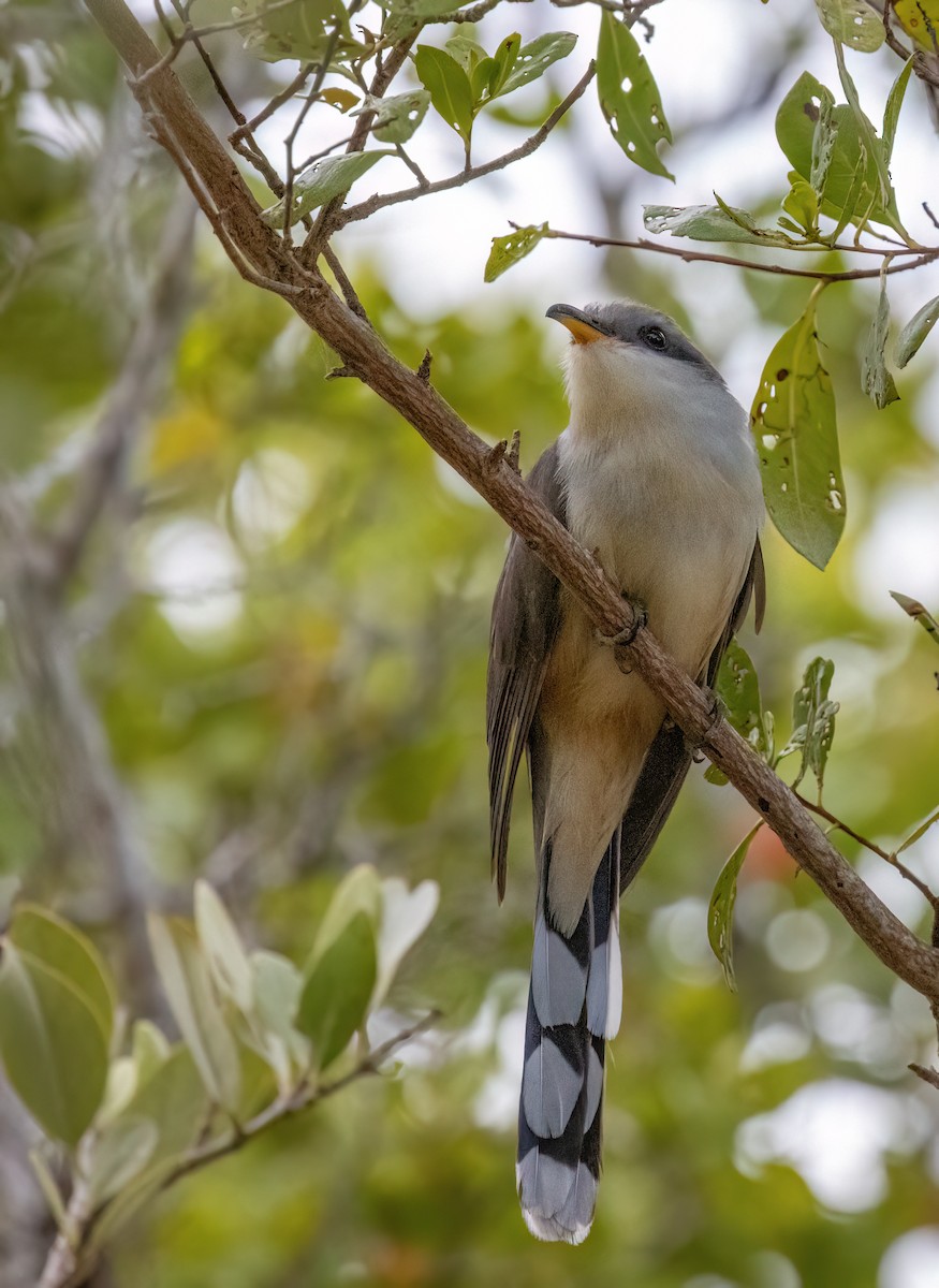 Mangrovekuckuck - ML617439341