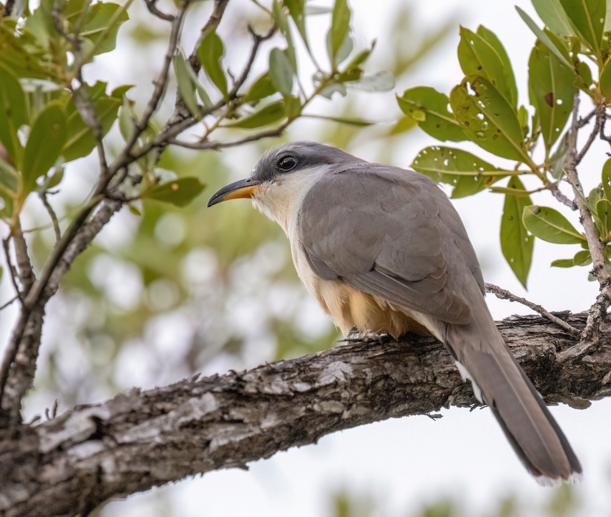 Mangrove Cuckoo - ML617439342