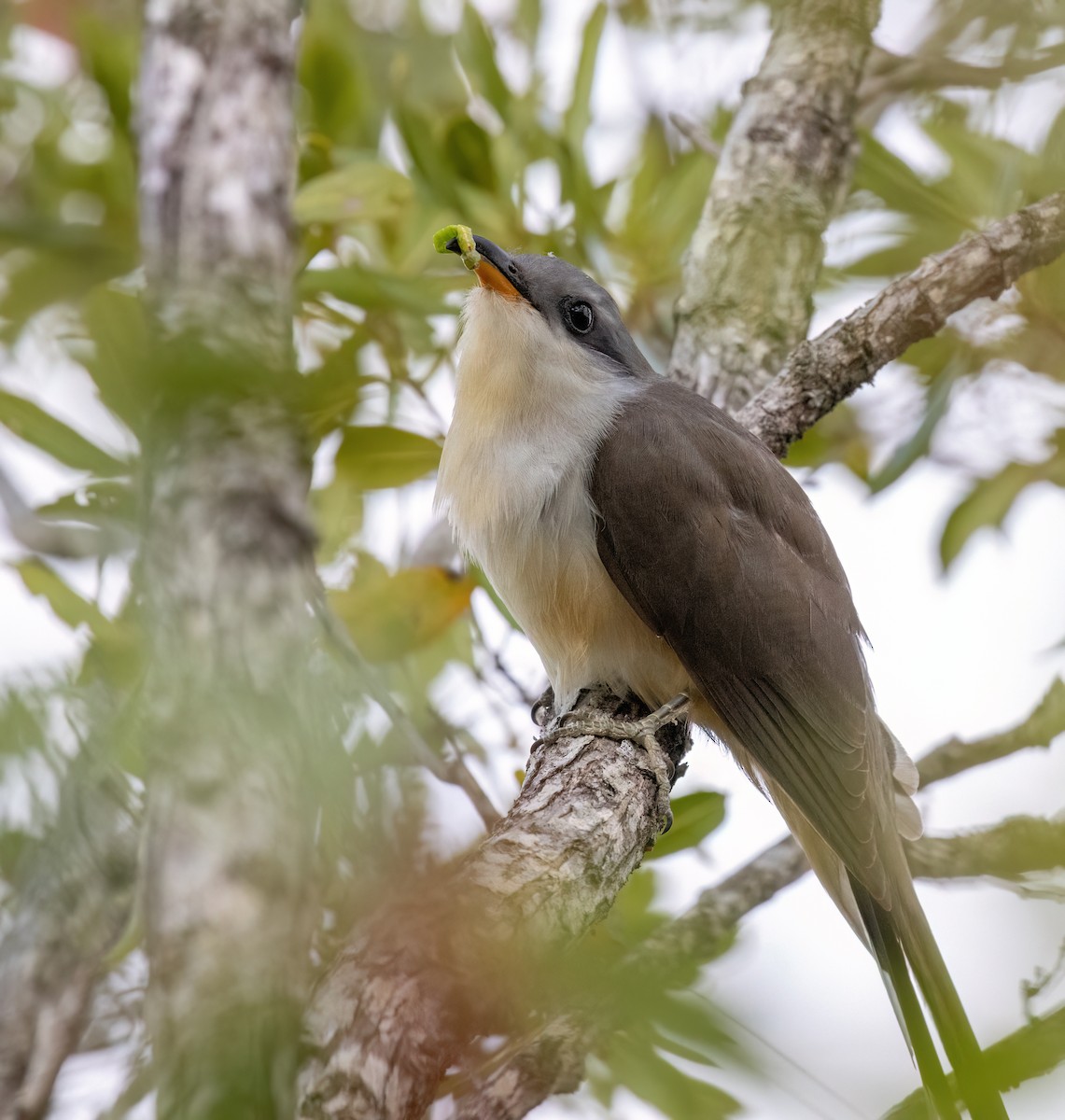 Mangrove Cuckoo - ML617439343