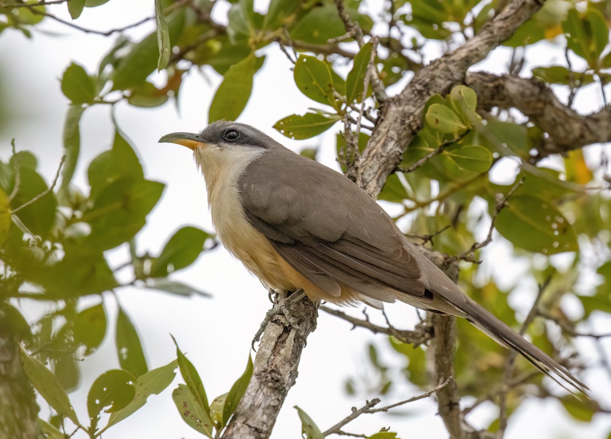 Mangrove Cuckoo - ML617439344