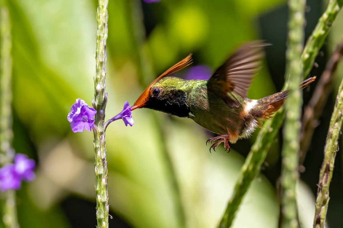 Rufous-crested Coquette - ML617439382