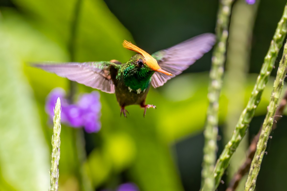 Rufous-crested Coquette - ML617439400