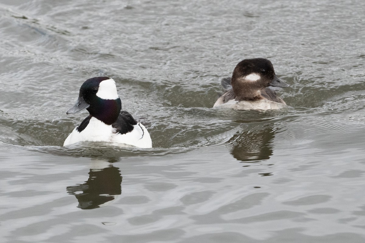 Bufflehead - ML617439426