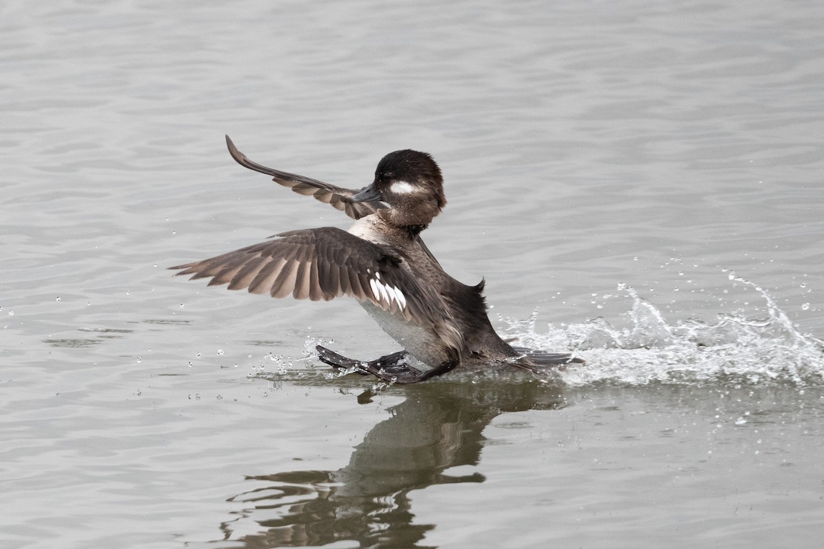 Bufflehead - ML617439429