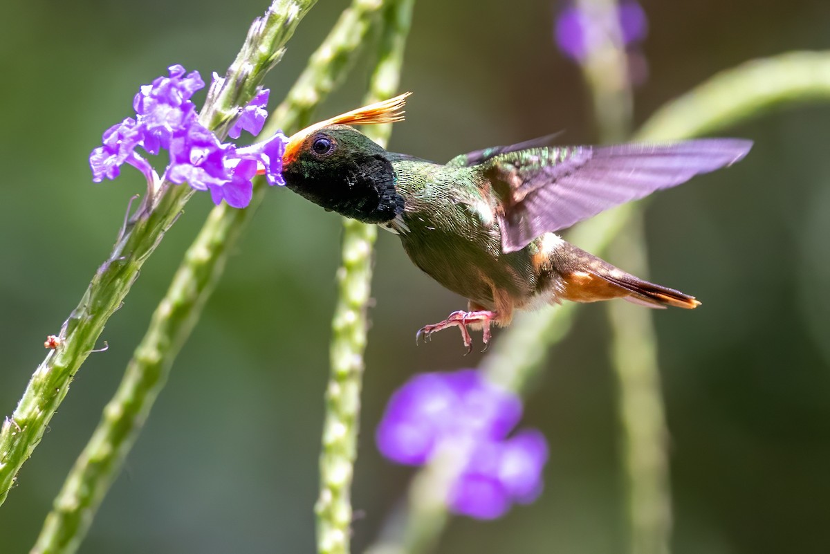 Rufous-crested Coquette - ML617439468