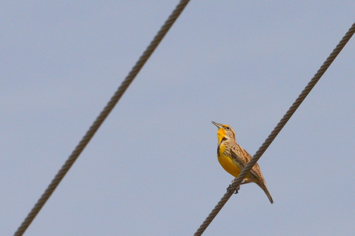 Western Meadowlark - Jordan Parrott