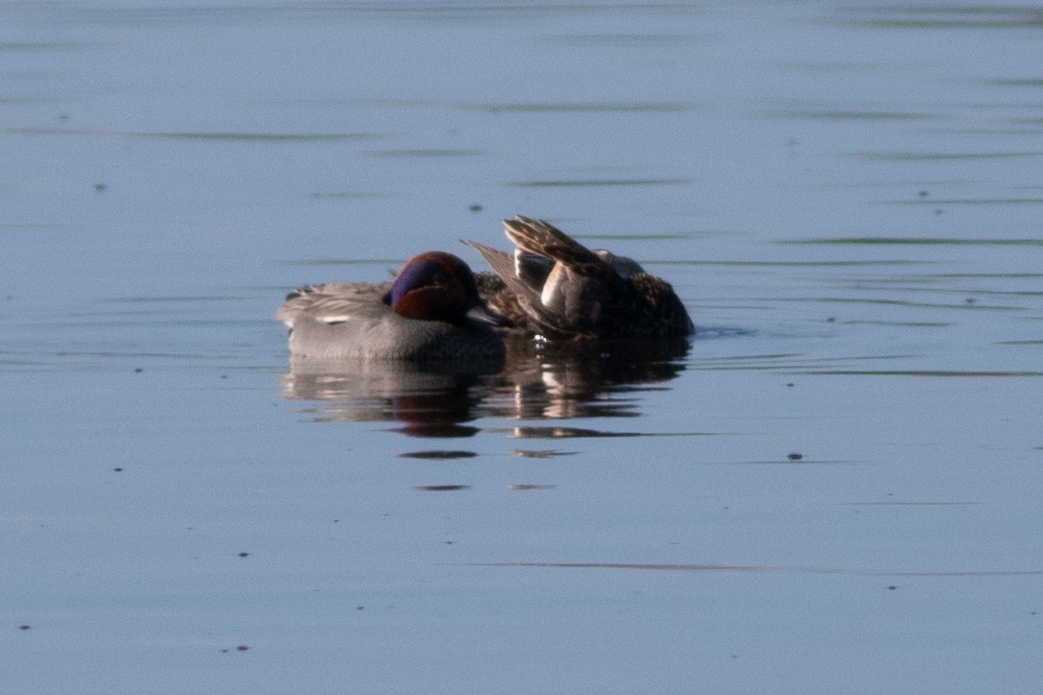 Green-winged Teal (Eurasian) - Rob Fowler