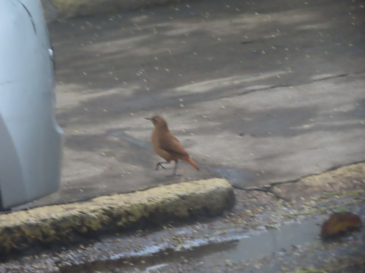 Rufous Hornero - Joelma Mesquita