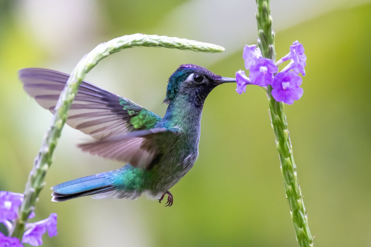 Violet-headed Hummingbird - ML617439539
