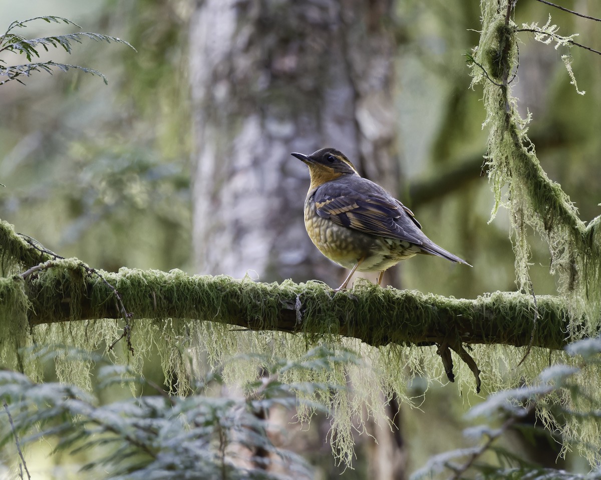 Varied Thrush - ML617439542