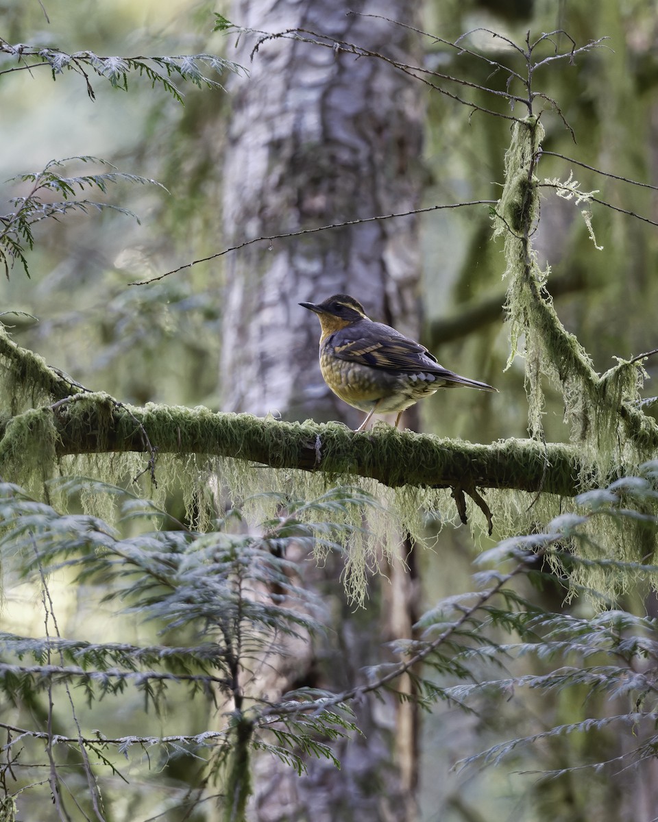 Varied Thrush - ML617439543