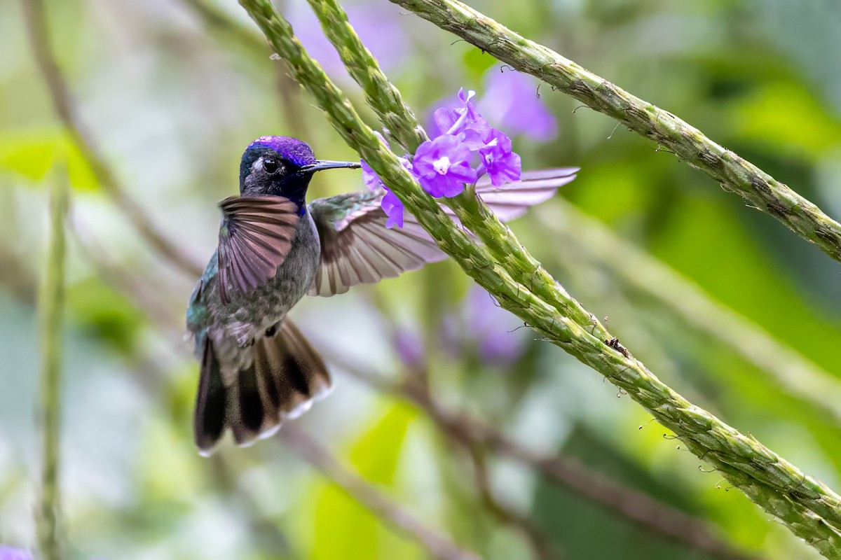Violet-headed Hummingbird - ML617439557