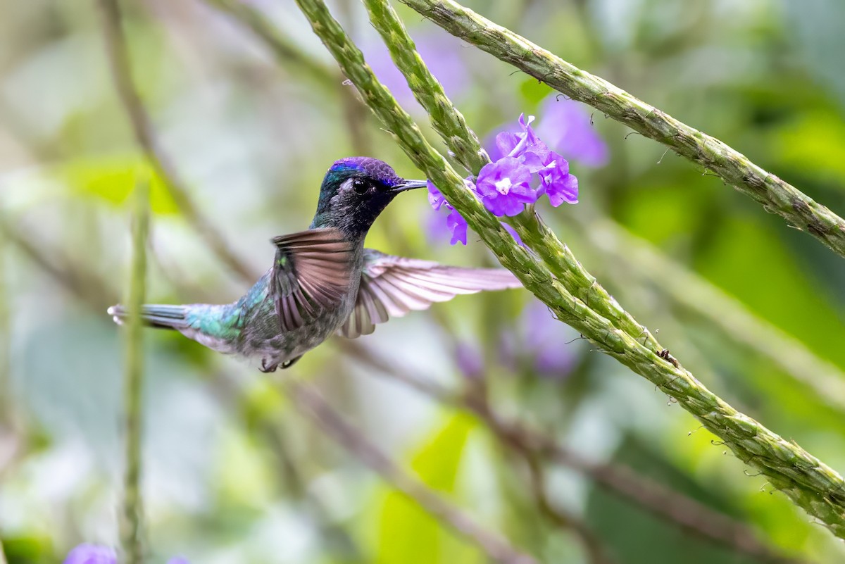 Violet-headed Hummingbird - ML617439558