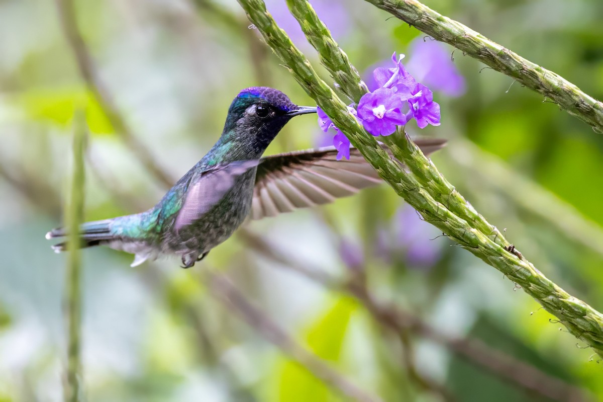 Violet-headed Hummingbird - ML617439560