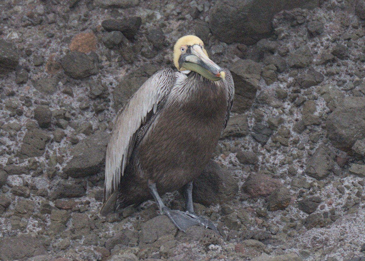 Brown Pelican - ML617439566