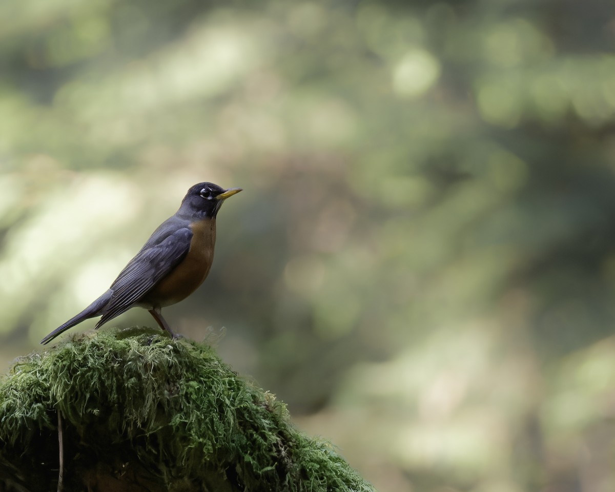 American Robin - ML617439569