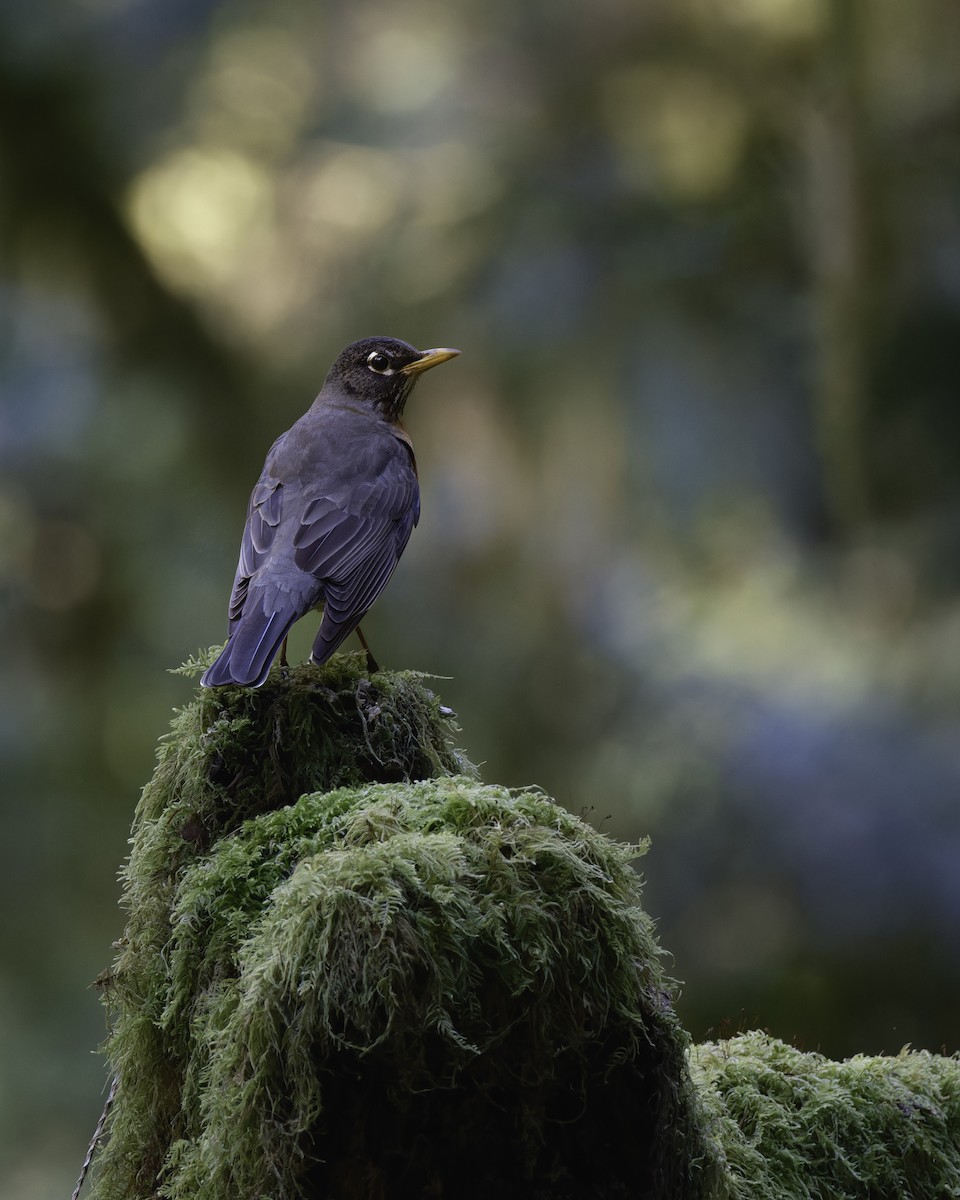American Robin - ML617439570