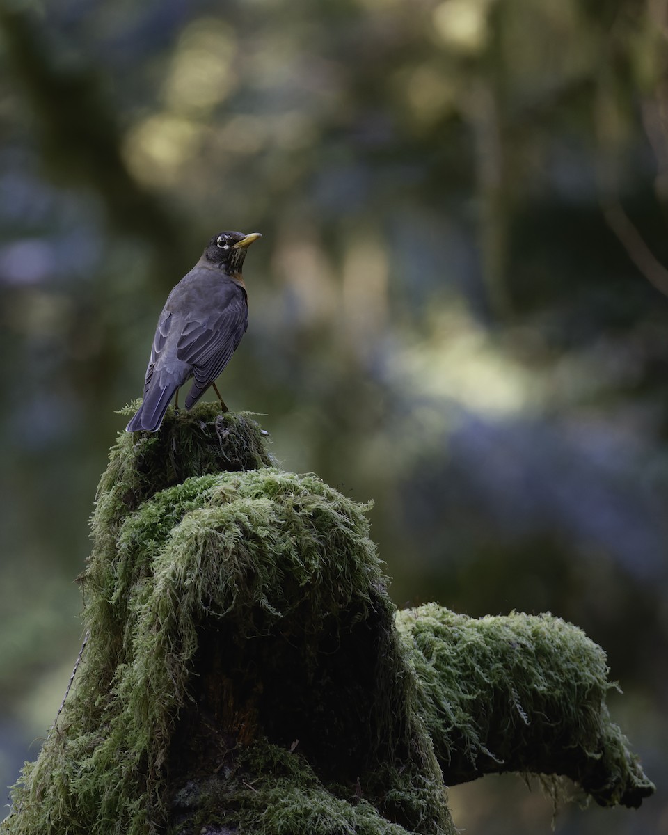 American Robin - ML617439571