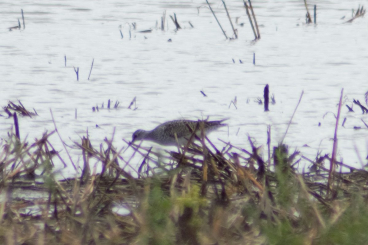 Lesser Yellowlegs - ML617439572