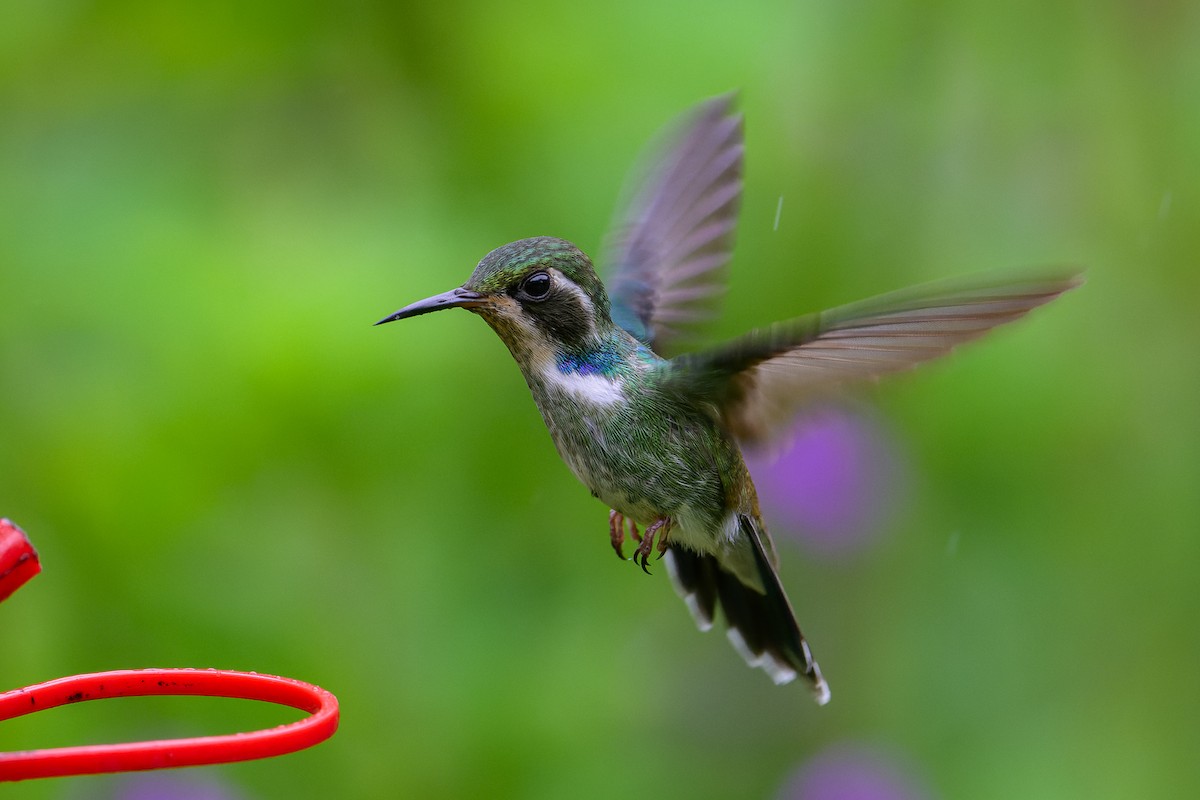 Geoffroy's Daggerbill - Graham Gerdeman