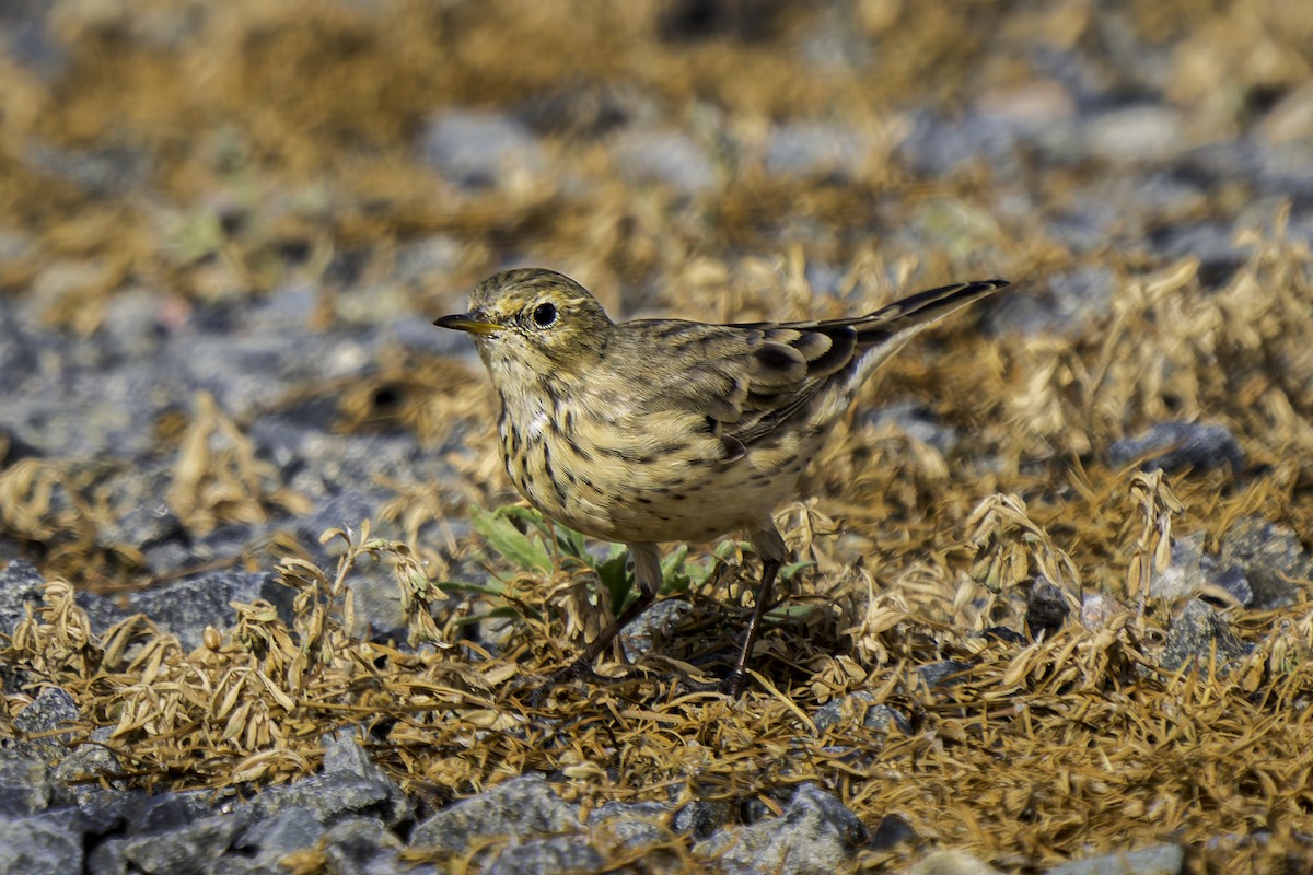 American Pipit - ML617439634