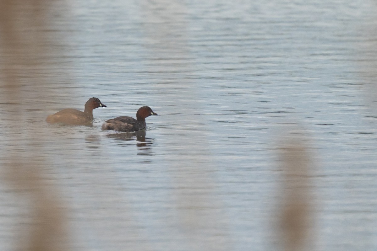 Little Grebe - ML617439676