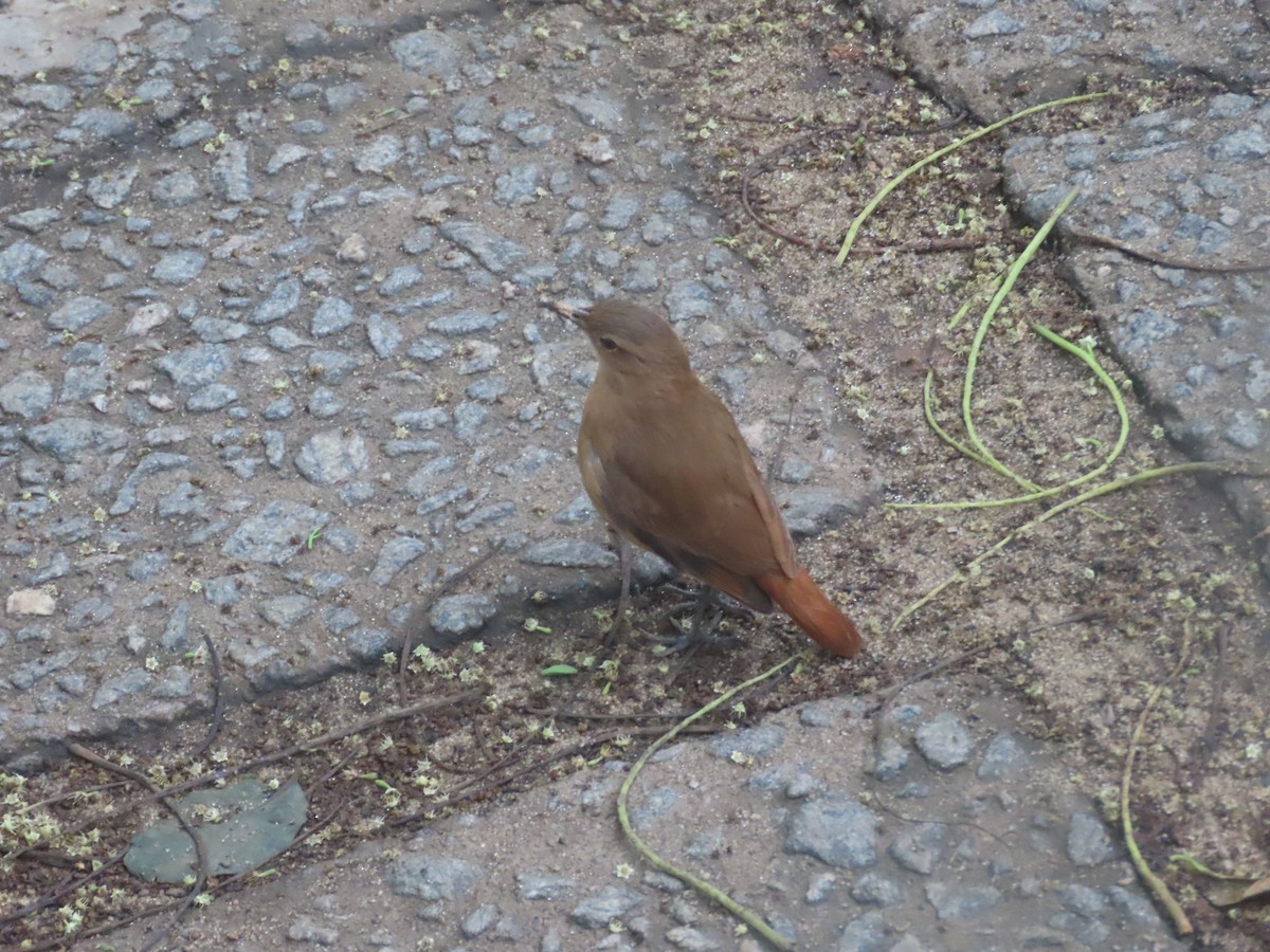 Rufous Hornero - Joelma Mesquita