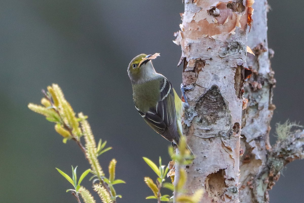 White-eyed Vireo - ML617439721